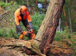 Reliable Kenton, TN Tree Removal Services Solutions