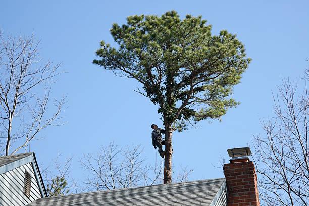 Best Hedge Trimming  in Kenton, TN