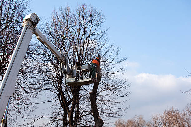 How Our Tree Care Process Works  in  Kenton, TN